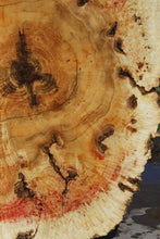 Load image into Gallery viewer, Box Elder Cookie