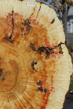Load image into Gallery viewer, Box Elder Cookie