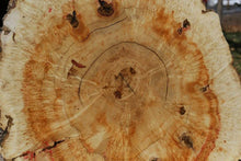 Load image into Gallery viewer, Box Elder Cookie