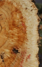 Load image into Gallery viewer, Box Elder Cookie