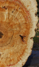 Load image into Gallery viewer, Box Elder Cookie