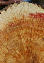 Load image into Gallery viewer, Box Elder Cookie