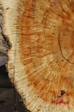 Load image into Gallery viewer, Box Elder Cookie