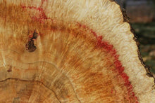 Load image into Gallery viewer, Box Elder Cookie