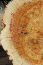 Load image into Gallery viewer, Box Elder Cookie