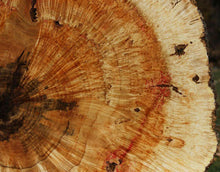 Load image into Gallery viewer, Box Elder Cookie