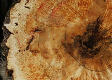Load image into Gallery viewer, Box Elder Cookie
