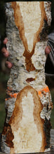 Load image into Gallery viewer, Masur Birch Live Edge Lumber