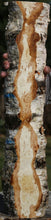 Load image into Gallery viewer, Masur Birch Live Edge Lumber