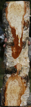 Load image into Gallery viewer, Masur Birch Live Edge Lumber