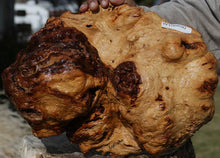 Load image into Gallery viewer, Red Coolibah Resin Burl Cap