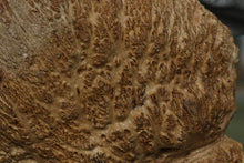 Load image into Gallery viewer, Red Coolibah Burl Cap