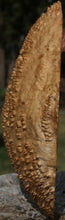 Load image into Gallery viewer, Red Coolibah Burl Cap