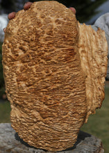 Load image into Gallery viewer, Red Coolibah Burl Cap