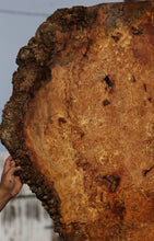 Load image into Gallery viewer, Spalted Maple Burl Slab