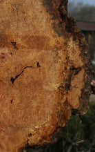 Load image into Gallery viewer, Spalted Maple Burl Slab