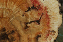 Load image into Gallery viewer, Box Elder Cookie