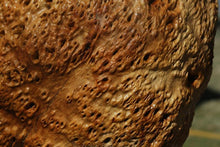 Load image into Gallery viewer, Red Gum Burl Cap