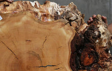 Load image into Gallery viewer, Douglas Fir Cookie