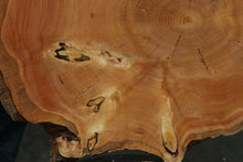 Load image into Gallery viewer, Douglas Fir Cookie
