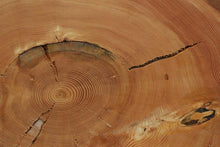 Load image into Gallery viewer, Douglas Fir Cookie