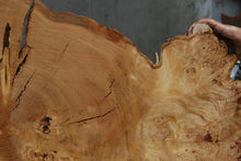Load image into Gallery viewer, Douglas Fir Cookie