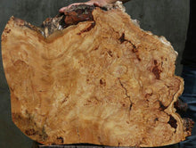 Load image into Gallery viewer, Douglas Fir Burl Slice
