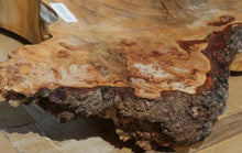 Load image into Gallery viewer, Douglas Fir Cookie