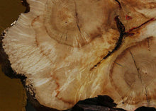 Load image into Gallery viewer, Box Elder Slice