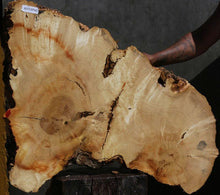 Load image into Gallery viewer, Box Elder Slice