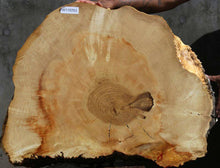 Load image into Gallery viewer, Box Elder Slice