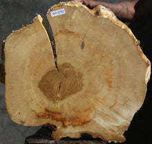 Load image into Gallery viewer, Box Elder Slice