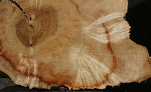Load image into Gallery viewer, Box Elder Slice