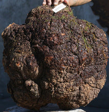 Load image into Gallery viewer, Maple Burl Cap