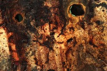 Load image into Gallery viewer, Buckeye Burl Slab