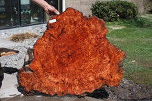 Load image into Gallery viewer, XF Asian Pan Burl Tabletop