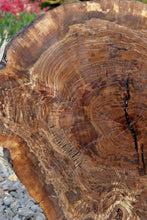 Load image into Gallery viewer, Claro Walnut Burl Slab
