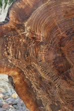 Load image into Gallery viewer, Claro Walnut Burl Slab