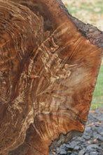 Load image into Gallery viewer, Claro Walnut Burl Slab