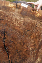 Load image into Gallery viewer, Claro Walnut Burl Slab