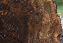 Load image into Gallery viewer, XF Rustic Claro Walnut Burl Slab