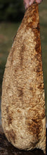 Load image into Gallery viewer, Museum Grade Gold Mallee Burl Cap