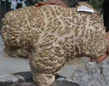 Load image into Gallery viewer, Red Coolibah Burl Cap