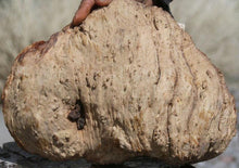 Load image into Gallery viewer, Red Coolibah Burl Cap