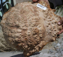 Load image into Gallery viewer, Red Mallee Burl Cap