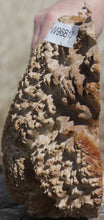 Load image into Gallery viewer, Exhibition Grade York Gum Burl Cap