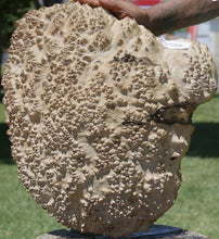Load image into Gallery viewer, Red Mallee Burl Cap
