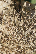 Load image into Gallery viewer, Red Mallee Burl Cap
