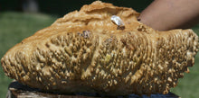 Load image into Gallery viewer, Red Mallee Burl Cap
