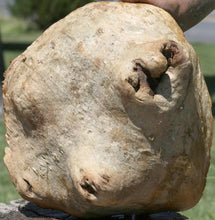Load image into Gallery viewer, Red Gum Resin Burl Cap

